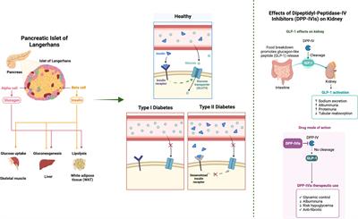 A review on phytochemical and pharmacological facets of tropical ethnomedicinal plants as reformed DPP-IV inhibitors to regulate incretin activity